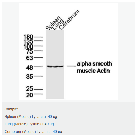 6052aeabb4def.png image.png