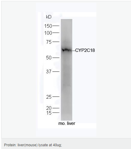 6052b5744c204.png image.png
