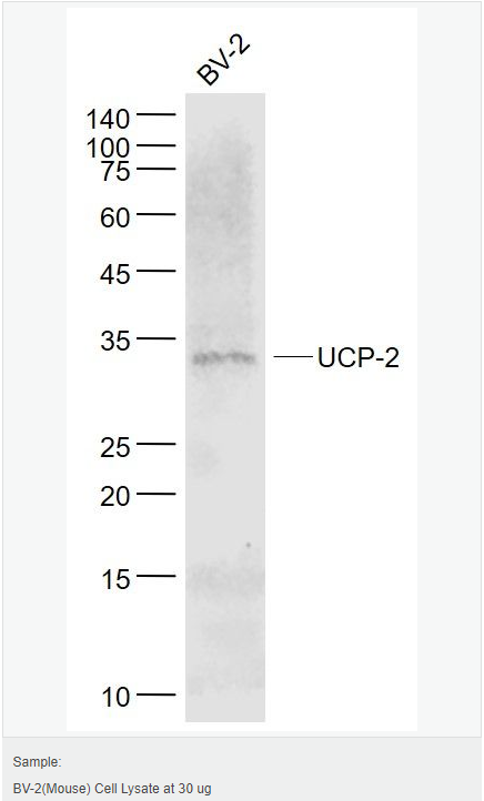 6052be6a4c3a7.png image.png