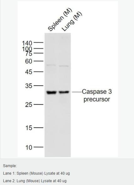 60594c04d1c2b.png image.png