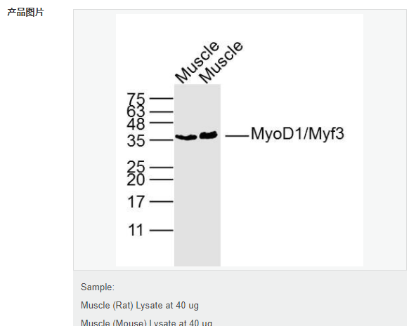 6077b1386f761.png image.png